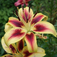 Foto: Martin Bucher, Braunschweig